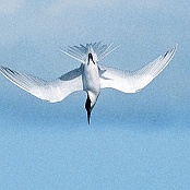 Sandwich Tern  "Sterna sandvicensis"